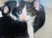 Beautiful Kittens for Sale !