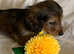 Gorgeous litter Longhaired KC reg Dachshund puppies
