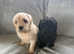 Minature Goldendoodles