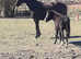 !friendliest foal needs a home! Open to offers