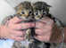 Ready to go 30th may Maine coon x BSH kittens 1 tabby male remaining