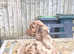 Cocker spaniel puppies