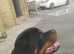 Stunning rottweiler girl 15 months old