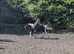 Very quiet 14hh been there done it all