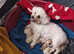Mixed litter of poochon puppies