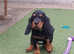 Gordon Setter Pups X1 Girl