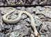 Albino Chequered Garter Snake at Birmingham Reptiles