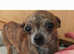 Rare gold brindle female adult