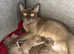 TICA Registered Pedigree Burmese Kittens ready beg July