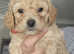 Mixed litter of poochon puppies