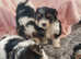 PEDIGREE BIEWER TERRIER PUPPIES ( reduced price for quick sale) only one puppy left