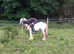 12.2 gypsy cob child's pony