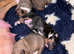 5 Beautiful pups for sale