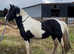 Open to Sensible Offers! Once-in-a Lifetime Sound Backed Future Show/Competition Pony, Allrounder, Jumper, Happy Hacker, Cross Country Pony or Ride &