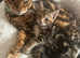 Half Bengal kittens for sale