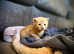 4 Happy Healthy Kittens For Sale