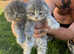 Scottish fold kittens