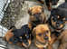 Rottie Cross pups