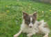 Lilac and tan particoloured male  pomeranian