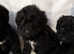 Cockapoo puppies