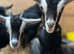 Alpine goat stud for rent