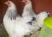 1x white & 2x Columbian Pekin hens - 5 months old
