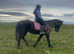 Beautiful genuine 13.3hh 10 year old mare