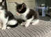 Beautiful black and white kittens.