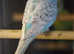 Male and female Budgies