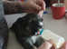 Shepsky puppies