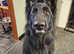 3 year old German shepherd male