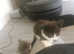 Black white female kitten for sale