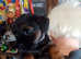 Border terrier girl pups