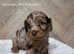 TOY SHOW TYPE COCKAPOO PUPPIES