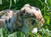 Lops rabbits