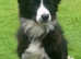 LAST BOY REMAINING Tri coloured Border Collie Pup