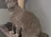 GCCF Active British Shorthair Lilac Girl