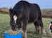 Heavy hairy mini cob