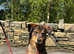 Rottweiler Merle Cross Breed Female