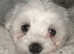 Bichon maltese