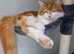 Ginger male maine coon cat available - ready to go!