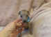 Fawn, Blue Fawn & Blue KC Registered