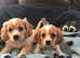 Cavachon x cavalier King Charles puppies