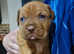 Dogue de bordeaux pups for sale