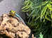 Neon Day Geckos at Birmingham Reptiles