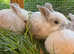 Beautiful giant lop eared rabbits