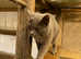 Russian blue X kittens NOW ALL GONE !!