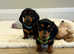 Miniature dachshund puppies