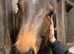 16h quality gelding