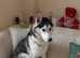 Husky Girl Available
